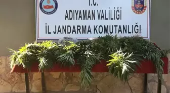 Jandarma Uyuşturucu Operasyonu Gerçekleştirdi