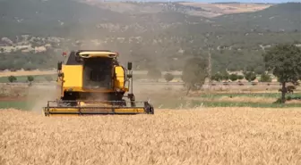 Kahramanmaraş'ta Buğday Hasadı Başladı