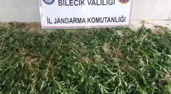 Bilecik'te 2 Bin 172 Kök Kenevir Bitkisi Ele Geçirildi