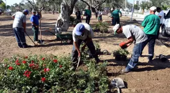 Aliğa'da Zeytinli Park Güllerle Donatıldı