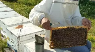 Aşırı Sıcaklara Karşı Arıları Koruyun