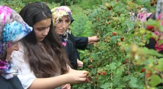 Yağışlar Ahududuyu Dalında Çürüttü