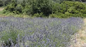 Alaçatı'da Lavanta Güzelliği