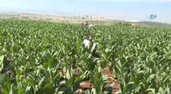 Bursa'da Tütün Hasadı Başladı