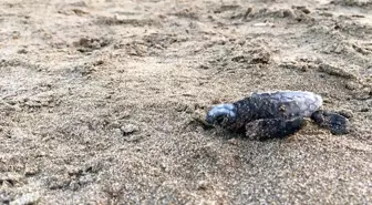 Caretta Caretta Yavruları Yuvalarından Çıkıyor