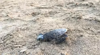 Caretta Caretta Yavrularının Denize Yolculuğu Başladı