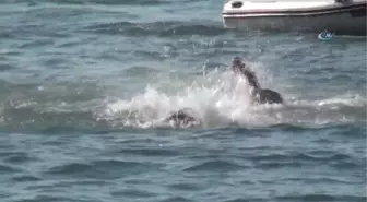 Fethiye'de Renkli Denizcilik ve Kabotaj Bayramı Kutlaması