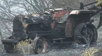 İzmir'deki Yangında Onlarca Zeytin Ağacı Zarar Gördü