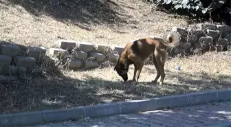 Kağıthane'de Sıcaktan Bunalan Sokak Hayvanları Perişan Durumda