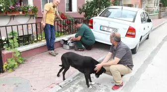 Sokak Hayvanlarına Duyarlı Belediye