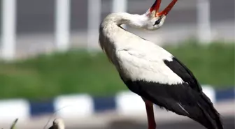 Ankaralı İş Adamı Leylekler İçin Yuva Yaptı