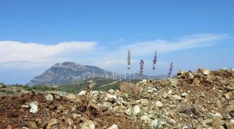 En Büyük Gelir Getirici Ağaçlandırma Projesi