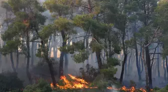 İzmir'deki Makilik ve Orman Yangını