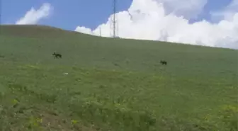 Ağrı'da Domuzlar Yerleşim Alanlarına İndi