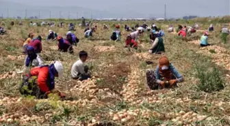 Kavurucu Sıcakta Ekmek Mücadelesi