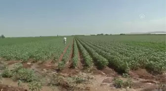 Kavurucu Sıcakta Ekmek Mücadelesi