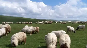 Ordu'nun Koyun Irkı Değişti