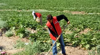 Kayyumun Tahsis Ettiği Tarlalarla Hayatlarını İdame Ettiriyorlar