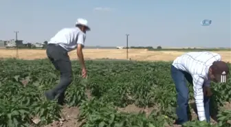 Kayyumun Tahsis Ettiği Tarlalarla Hayatlarını İdame Ettiriyorlar