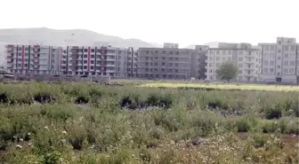 Harran Ovası'ndaki Betonlaşma Oranı 3 Kat Arttı