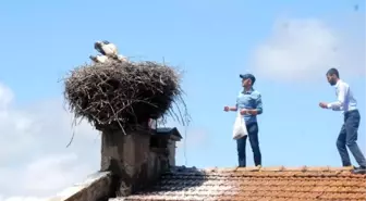 Anneleri Ölen Yavru Leylekleri Belediye ve Mahalleli Besliyor