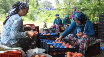 Çarşamba Ovası'nda Şeftali Hasadı Başladı