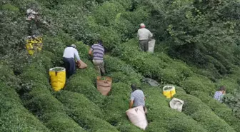 Erken Toplanan Yaş Çay Yaprakları Çayda Kaliteyi Yükseltti