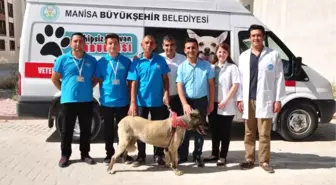 İşkence Gören Sokak Köpeği Doğal Ortamına Bırakıldı