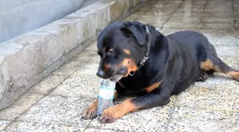 Kayıp Köpek Doby Aylar Sonra Sahibine Kavuştu