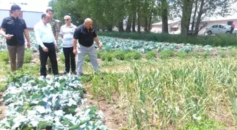 Pasinler'de Alternatif Ürün Sarımsak