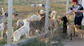 Babaeski'de Hayvanlar İçin Geçici Barınak Yapıldı