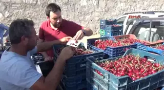 Erzincan Üzümlü Kirazı Rusya'ya Ihraç Ediliyor