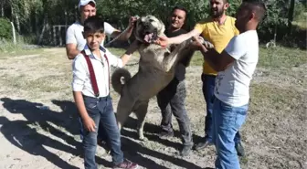Kangal Festivalinin İlgi Odağı Köpekler Oldu
