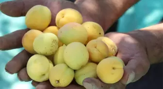 Kayısının Avrupa'dan Vize Alması Malatya'da Olumlu Karşılandı