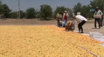 Kayısının Avrupa'dan Vize Alması Malatya'da Olumlu Karşılandı