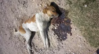 Köpek ve Kedileri Zehirleyerek Öldürdüler