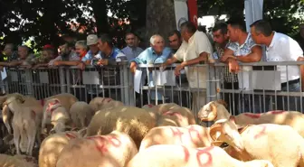 Koyun ve Keçilerde Verimliliği Artırma Projesi'
