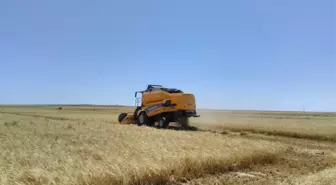 Kulu'da Tarımsal Mahsul Hasadı Başladı