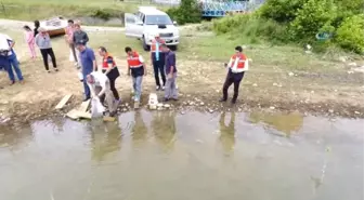 Sinop Göletlerine 35 Bin Adet Sazan Balığı Yavrusu Bırakıldı