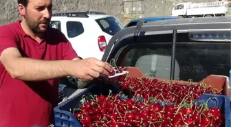 Üzümlü Kirazı Rusya'ya İhraç Ediliyor