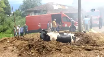 Yangından Kaçan İnek Tezek Yığınına Saklandı