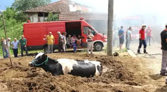Yangından Kaçan İnek Tezek Yığınına Saplandı