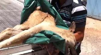 Yaralı Sokak Köpeğinin Tedavisi İçin Seferber Oldular