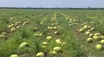 Afrika Sıcağı Adana'da 400 Bin Dönümdeki Karpuzu Yaktı