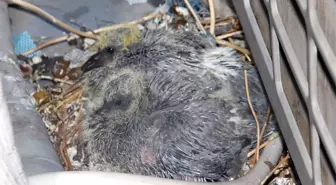 Güvercin ve Yavruları İçin 2 Odayı Kullanıma Kapattı