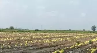 Sıcak Hava ve Poyraz Karpuza Zarar Verdi