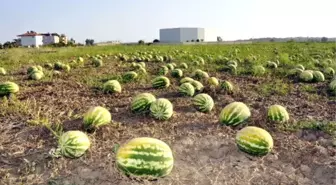 Binlerce Dönüm Kavun ve Karpuz Sıcaktan Yandı