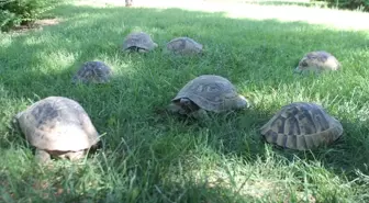 Kaplumbağalar Parkı Mesken Tuttu