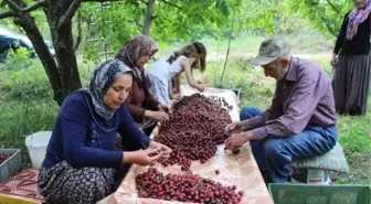 Yağış Nedeniyle Kirazda Rekolte Düştü