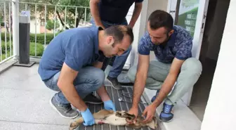 Yaralı Yavru Dağ Keçisi Tedaviye Alındı